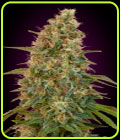 Auto Zkittlez - Advanced Seeds