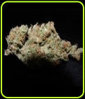 Auto Zombie Haze - Sumo Seeds