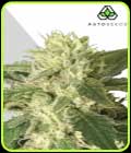 Auto #1 - Auto Seeds