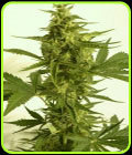 Auto Critical HOG - TH Seeds