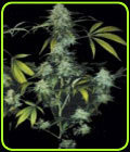 Auto Original BubbleGum - TH Seeds