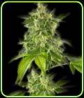The Bulldog Haze Auto - The Bulldog Seeds