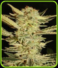 Automatic Fini - Super Strains