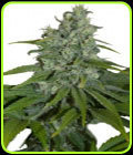 Auto Max - Seedmakers Seeds