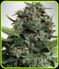 Autopilot XXL - Ministry of Cannabis