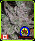 Avalon - Next Generation Seeds