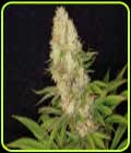 Avash Avash - Propaganja Seeds