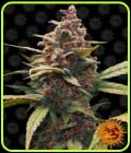 Ayahuasca Purple - Barneys Farm Seeds