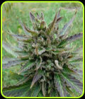 Kickass Auto - Kannabia Seeds