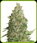 BCN Critical XXL - Seed Stockers