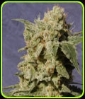 Diesel Glue - Kannabia Seeds