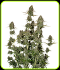 BCN Power Plant Autoflower - Seed Stockers