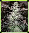 BC Big Bang - Next Generation Seeds