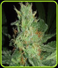 BC Big Bud - Jordan of the Islands