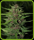 BC Blueberry Auto - Next Generation Seeds