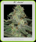 BC Diesel - BlimBurn Seeds