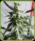 BC Gold - Reeferman Seeds
