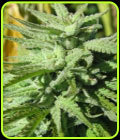 BC Hash Plant - BC Bud Depot