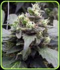BC Mango - Reeferman Seeds