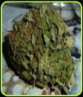 BC Pinewarp - BC Bud Depot