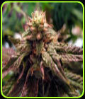BC Sweet God - BC Bud Depot