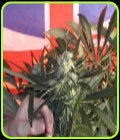 BC Sweet Tooth - BC Bud Depot