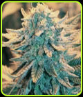 B-52 - Nirvana Seeds