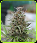 Baby Boom Auto - Kannabia Seeds