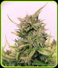 Baby Boom Auto CBD - Kannabia Seeds