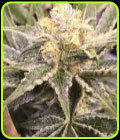 Baby Breath - Gage Green Group