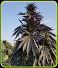 Baharak - Afghan Selection