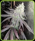 Baklava - The Plug Seedbank