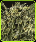 Bama Yao x SCBDX - Super CBDx Seeds