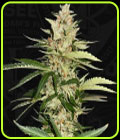 Banana Candy Krush - TH Seeds