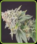 Banana Cheese Cake - Old School Genetics