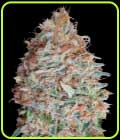 Banana Cookies - Advanced Seeds
