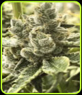 Banana Crashers - Black Farm Genetix