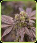 Banana Cream Pie - Old School Genetics