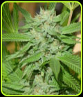 Banana D - Norstar Genetics