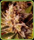 Banana Double Mac - Holy Smoke Seeds