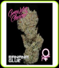 Banana Glue - Growers Choice