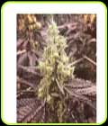Banana Glue #4 - Dankonomics Genetics