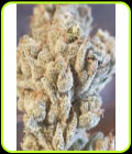 SALE - Banana Jelly'z - Zmoothiez Seeds - Zmoothiez Seeds