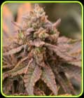Banana Jungle - Old School Genetics