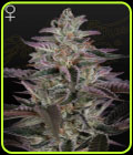 Banana Krumble - Green House Seeds