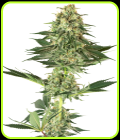 Banana Kush - White Label Seeds