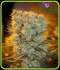 Banana Kush Auto - Anesia Seeds