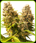 Banana Kush Cake Automatic - Sensi Seeds