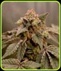 Banana Kush Mints - Old School Genetics