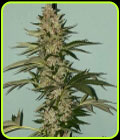 Banana Loaf - The Plug Seedbank